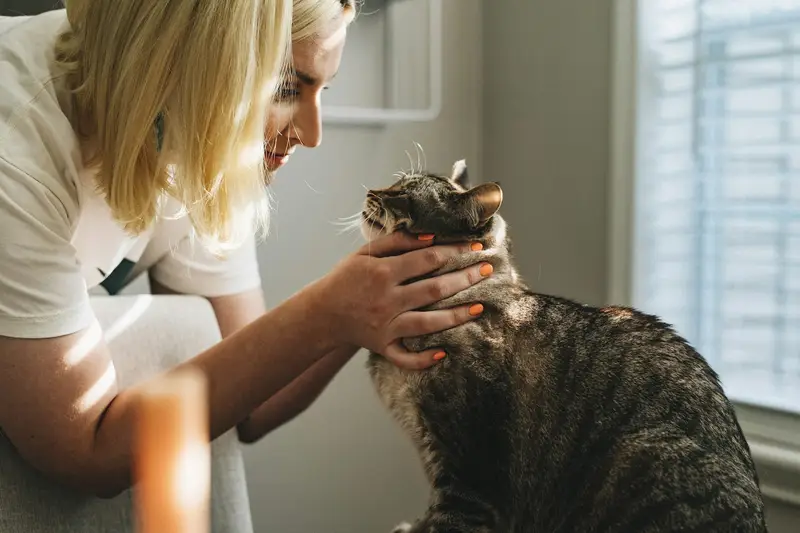 Traditional clinical pet care stress